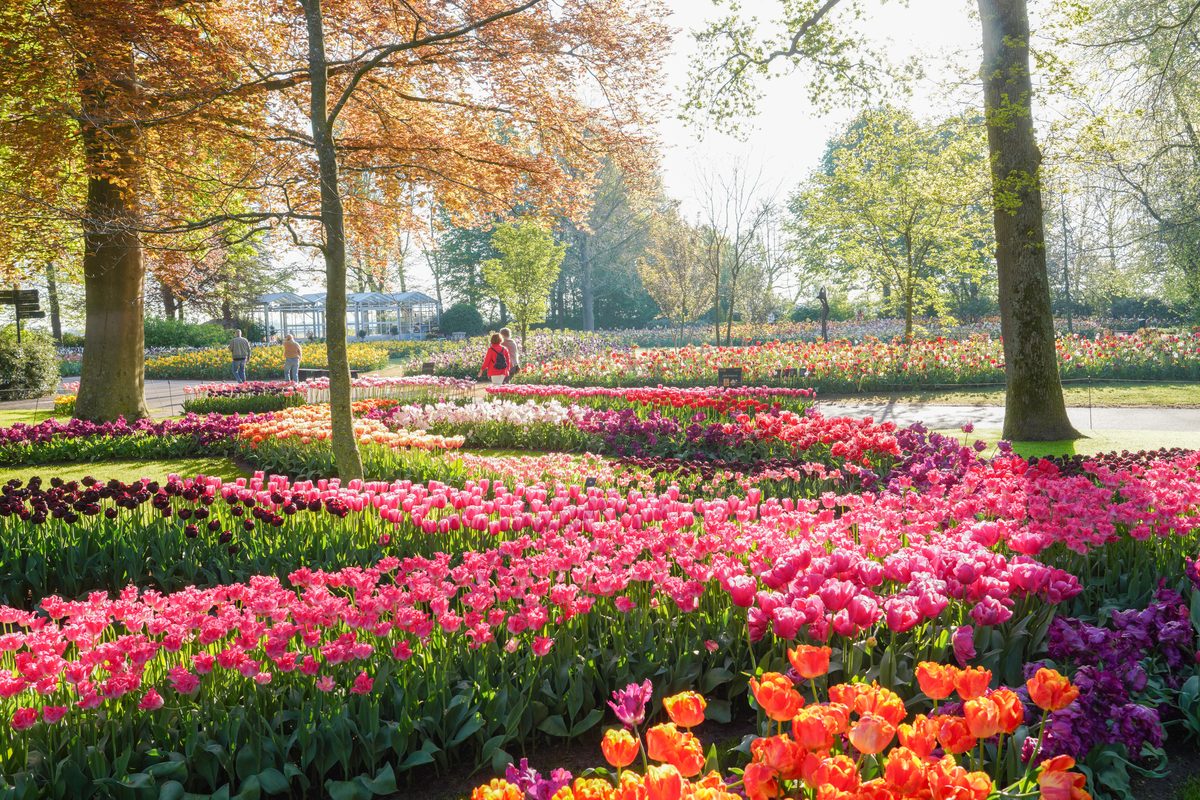 Keukenhof Gardens