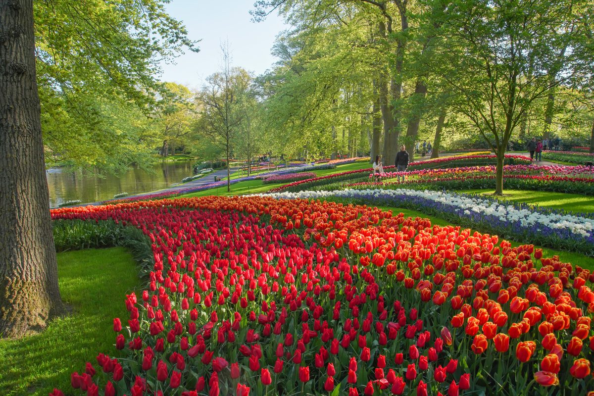 Dutch Bulb Fields and Keukenhof Gardens