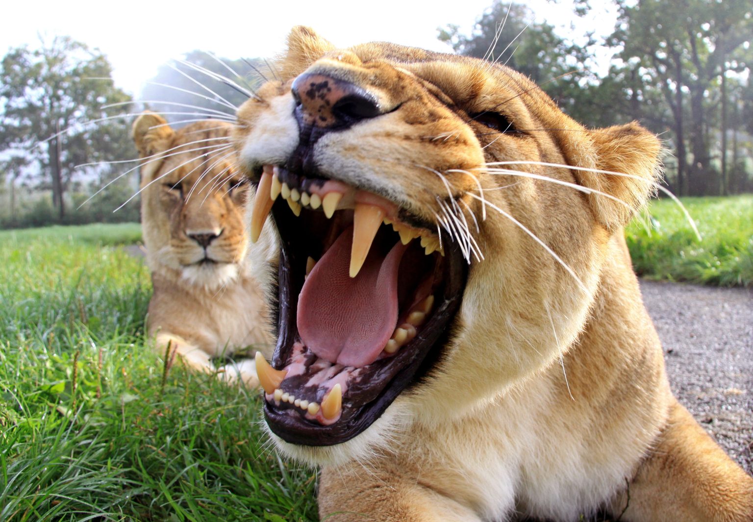 Longleat