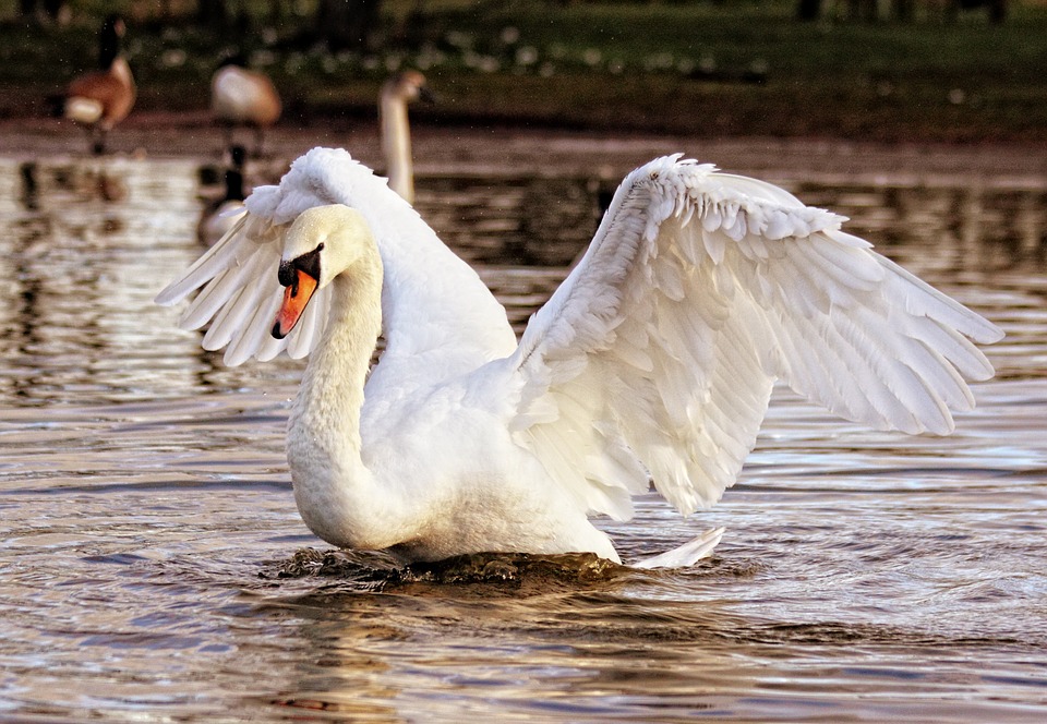 Slimbridge Wetland Centre